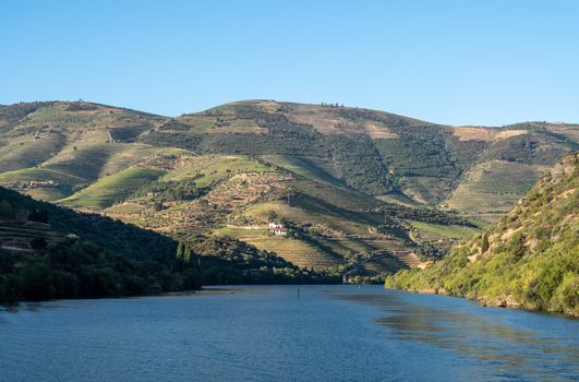 Terraces of wines and vineyards on the banks of the calm River Douro in Portugal near Pinhao