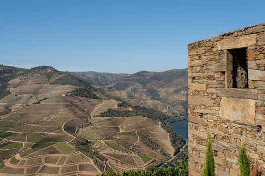 Terraces of grape vines for port wine production line the hillsides of the Douro valley in Portugal