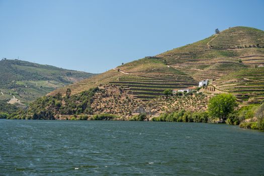 Terraces of vines and vineyards on the banks of the River Douro near Vila Real in Portugal