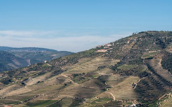 Terraces of grape vines for port wine production line the hillsides of the Douro valley in Portugal