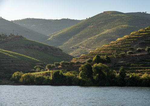 Terraces of wines and vineyards on the banks of the calm River Douro in Portugal near Pinhao