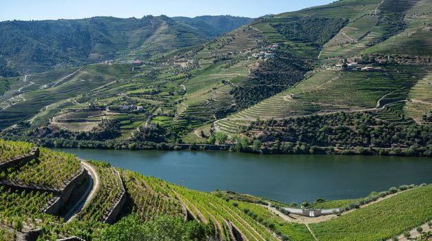 Terraces of grape vines for port wine production line the hillsides of the Douro valley near Pinhao in Portugal