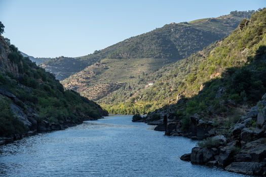 River Douro flowing through narrow gorge with terraces of wines and vineyards on the banks in Portugal near Pinhao