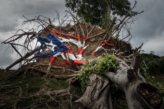 Painted Puerto Rico state flag on uprooted tree from Hurricane Maria in San Juan, Puerto Rico.
