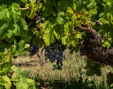 Bunches of black or red grapes for port wine production line the hillsides of the Douro valley in Portugal