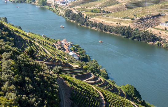 Terraces of grape vines for port wine production line the hillsides of the Douro valley in Portugal