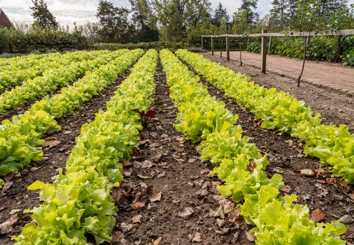 Lettuce growing in rows on sunny day in traditional rural kitchen garden