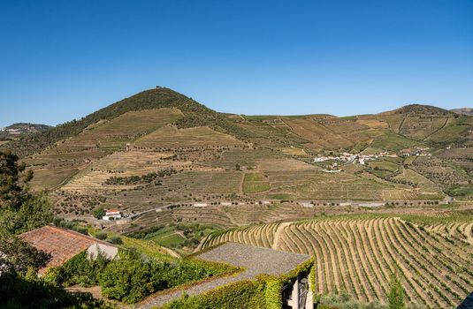 Terraces of grape vines for port wine production line the hillsides of the Douro valley near Pinhao in Portugal