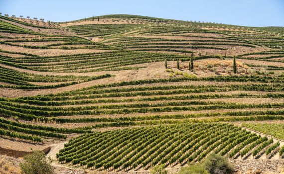 Vineyards line the hillsides of the river Douro in Portugal in the major port wine district of Barca d' Alva