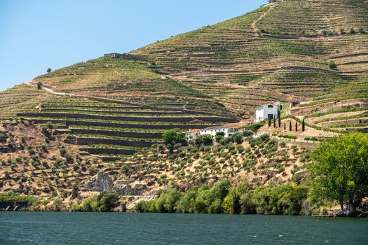 Terraces of vines and vineyards on the banks of the River Douro near Vila Real in Portugal