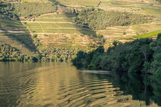 Terraces of wines and vineyards on the banks of the calm River Douro in Portugal near Pinhao