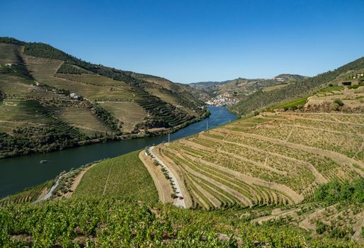 Terraces of grape vines for port wine production line the hillsides of the Douro valley near Pinhao in Portugal