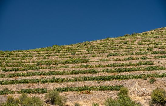 Terraces of vines and vineyards on the banks of the River Douro near Vila Real in Portugal