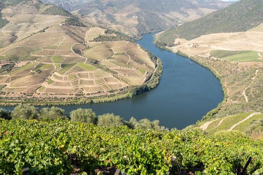 Terraces of grape vines for port wine production line the hillsides of the Douro valley in Portugal