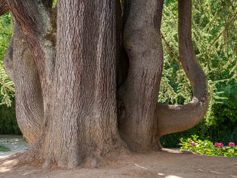 Base, trunk and major branches of an old Cedar tree in a garden in Vila Real, Portugal