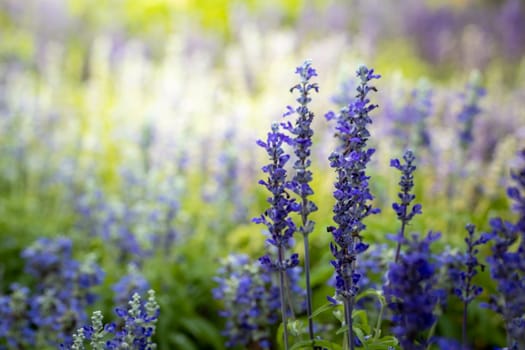 The background image of the colorful flowers, background nature