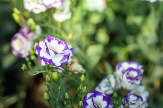 The background image of the colorful flowers, background nature