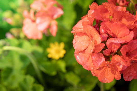 The background image of the colorful flowers, background nature