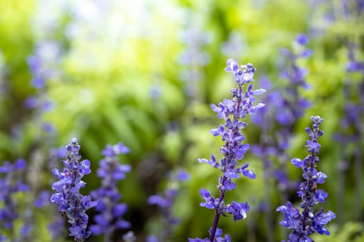 The background image of the colorful flowers, background nature