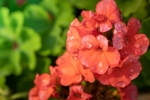 The background image of the colorful flowers, background nature