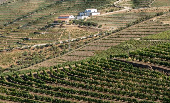Terraces of grape vines for port wine production line the hillsides of the Douro valley near Pinhao in Portugal