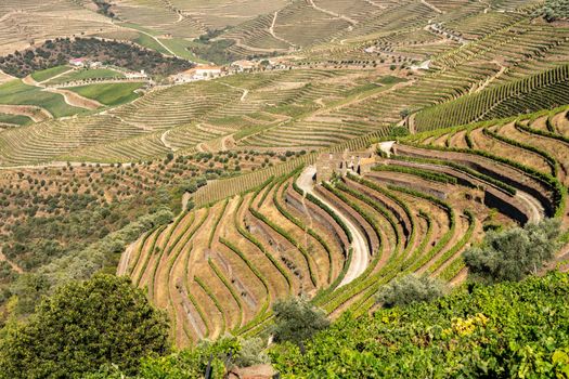 Terraces of grape vines for port wine production line the hillsides of the Douro valley in Portugal