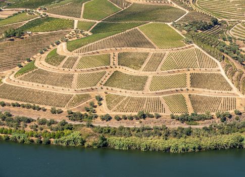 Terraces of grape vines for port wine production line the hillsides of the Douro valley in Portugal