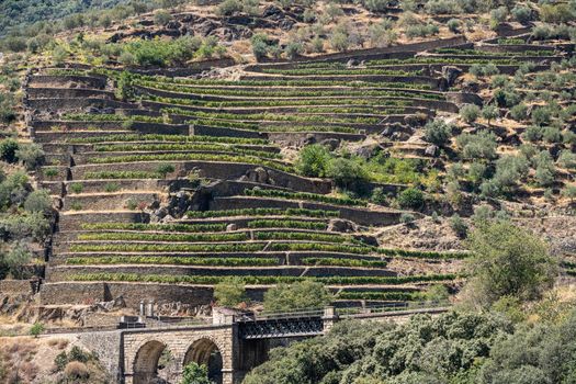 Terraces of wines and vineyards on the banks of the calm River Douro in Portugal near Braganca