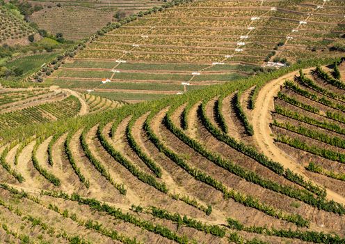 Terraces of grape vines for port wine production line the hillsides of the Douro valley near Pinhao in Portugal