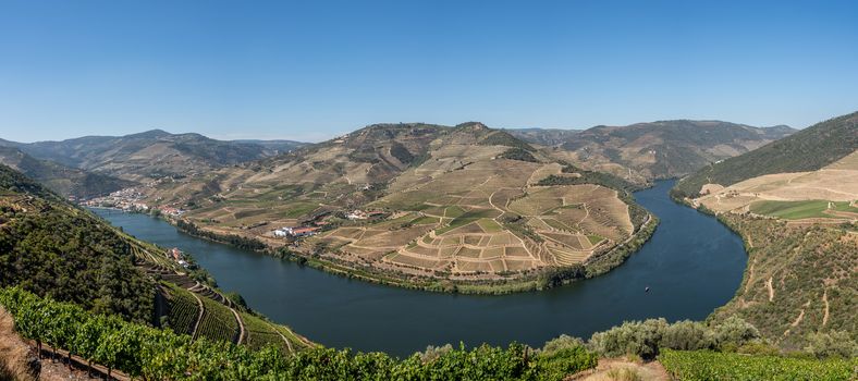 Terraces of grape vines for port wine production line the hillsides of the Douro valley in Portugal