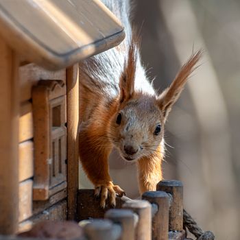 Squirrel sitting on a bird feeder, close-up