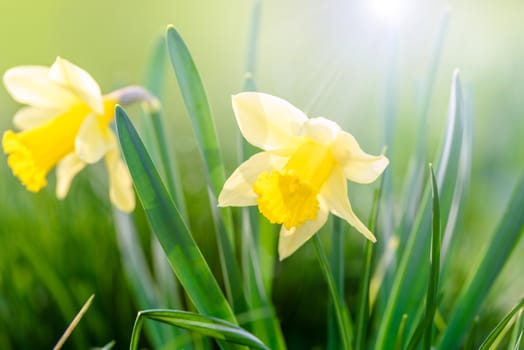 Bright Yellow Daffodils on a sunny day.