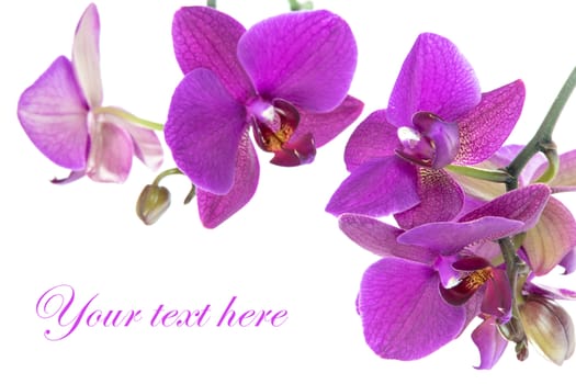 Beautiful pink orchid isolated on the white background with place for Your text.
