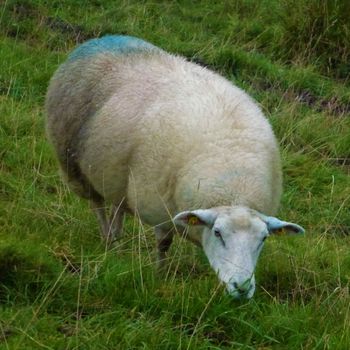 An adult sheep standing on the meadow eating grass