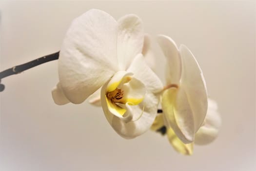 Close up of two Phalaenopsis orchid blossoms