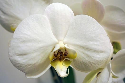 Closeup of a white Phalaenopsis orchid blossom