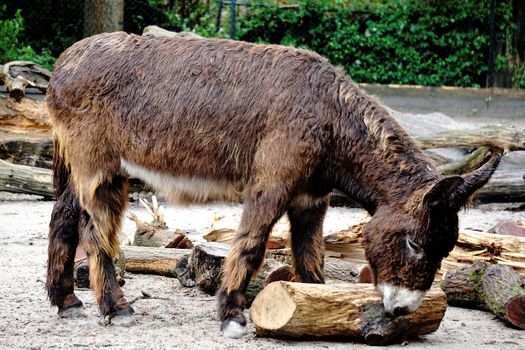 Poitou donkey playing with log on rainy day