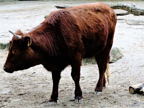 Photo of a German red highland cow standing