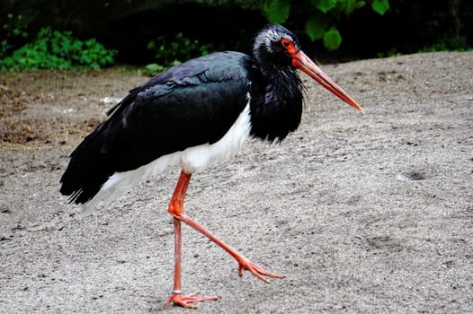 A black stork walking over the sand