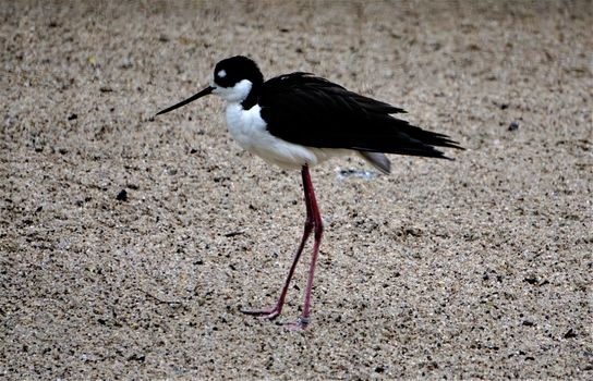 Picture of a black-necked stilt walking on the shore