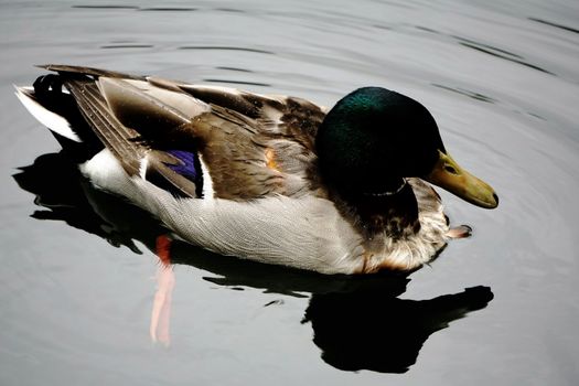 Photo of a male mallard swimming in a lake