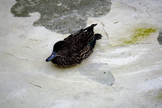 Photo of a duck swimming in clear water