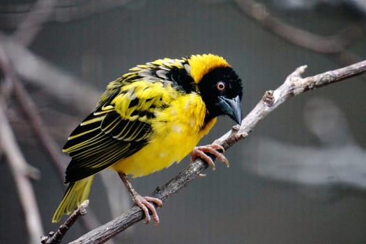 Male Village weaver sitting on branch