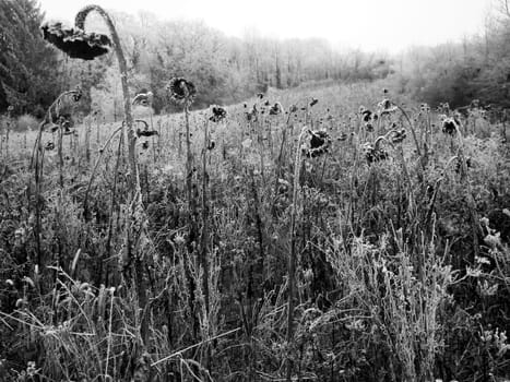 Sunflower field in the winter in black and white