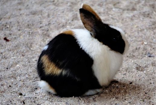 Photo of a small pygmy rabbit sitting in the sand