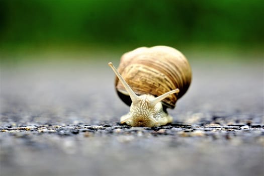 A front close up of an europaean vineyard snail