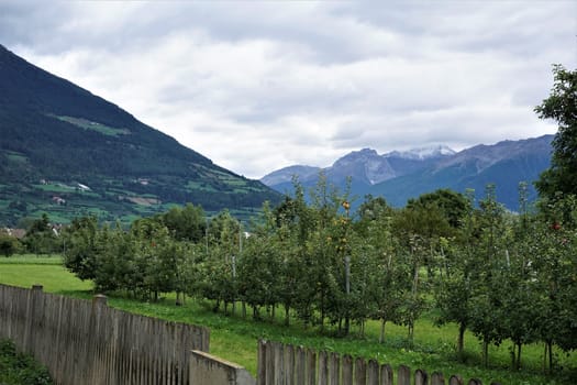 View to a mountain range with apple trees near Glurns, Italy