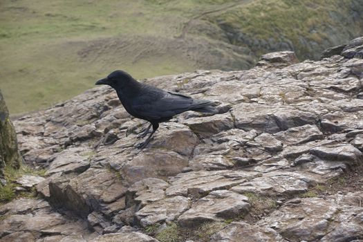 A crow on Arthur's seat, Edinburgh Scotland