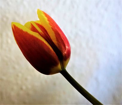 Close up of a single tulip flower blossom
