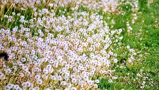 Photo of lots of blowballs on a meadow